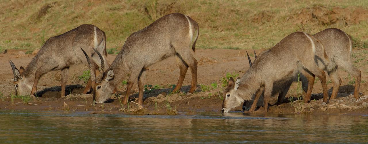 Ximongwe River Camp - Crocodile Cottage Заповедник Балуле Экстерьер фото